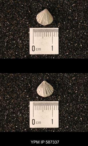 Camarotoechia whitei