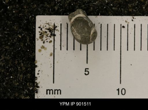 Euspira sp.