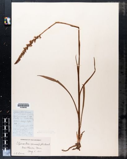 Spiranthes cernua