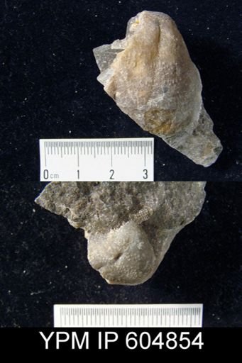 Echinoconchus?