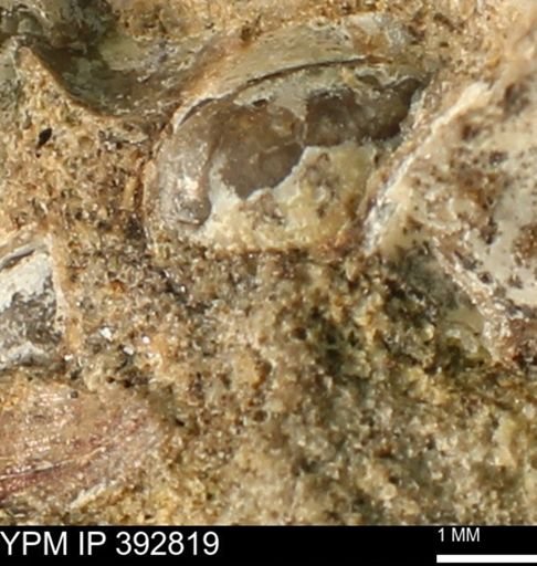undet. Bivalvia