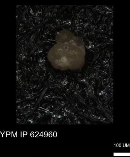 undet. Foraminiferida