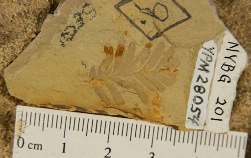 Sequoia affinis