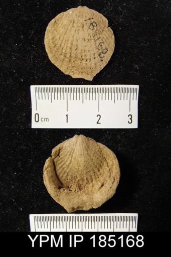 Atrypa sp.