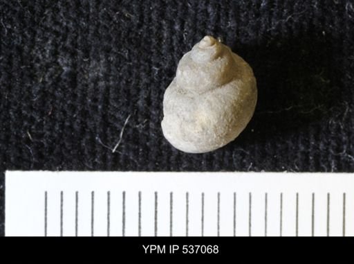 Viviparus montanaensis