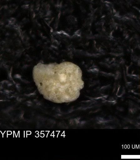 undet. Foraminiferida