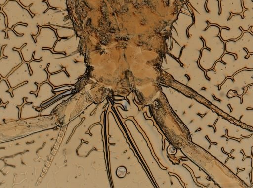 Asellus