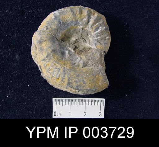 Tirolites cassianus