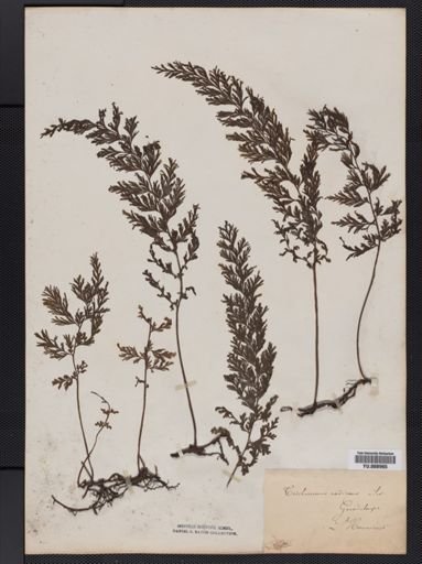 Trichomanes