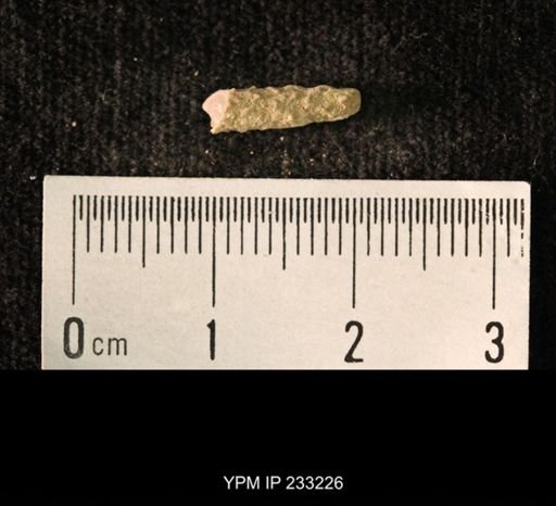 Archaeocidaris sp.