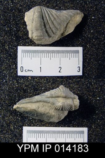 Punctospirifer pulchra