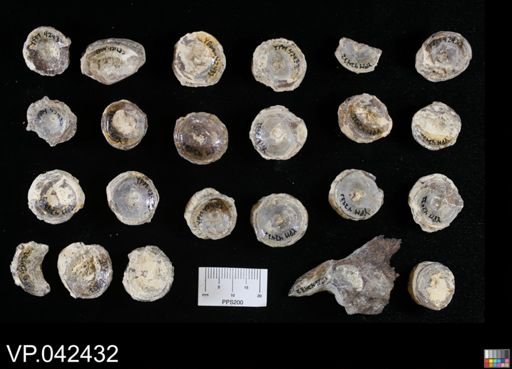 undet. Actinopterygii