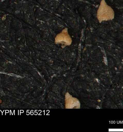 Clathrocyclas (Clathrocyclas) irrasa