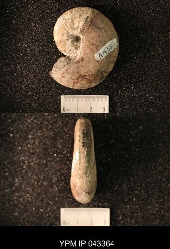 Hoploscaphites nicolletii