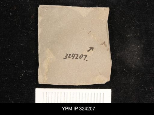 undet. Diptera
