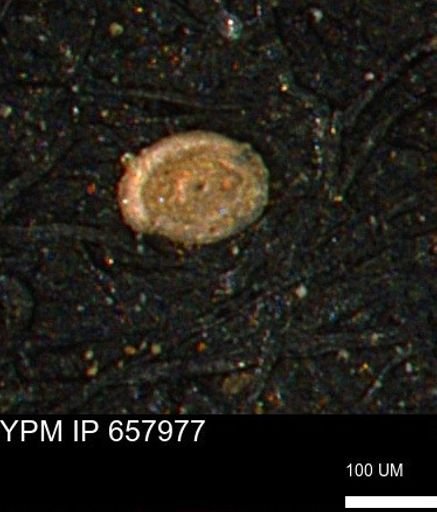 Spirolocammina subcircularis