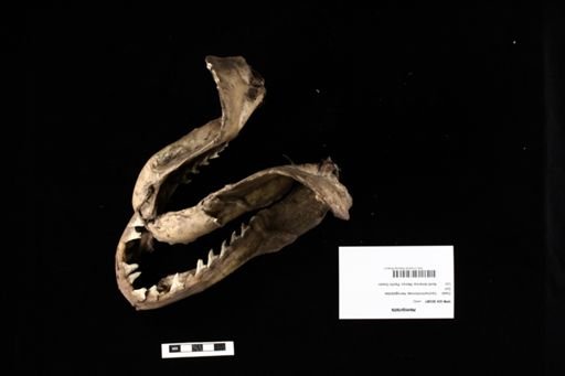 Hemipristis
