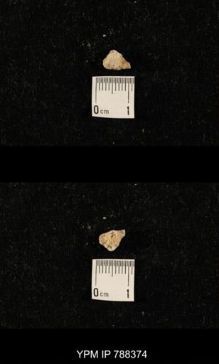 taxon undetermined