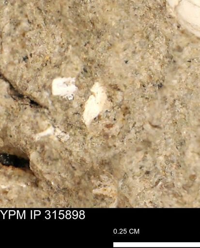 undet. Mollusca