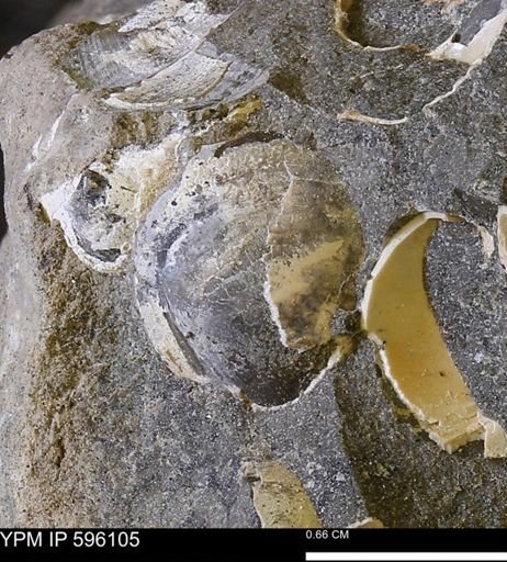 Protocardia?