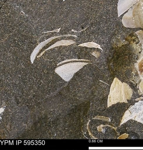 Protocardia sp.