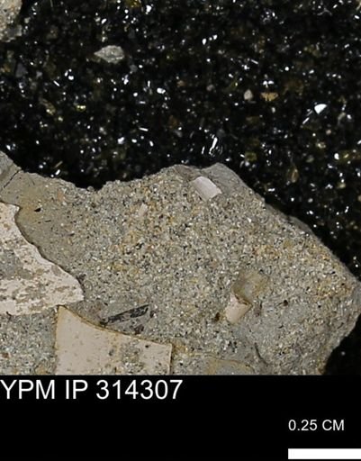 undet. Scaphopoda