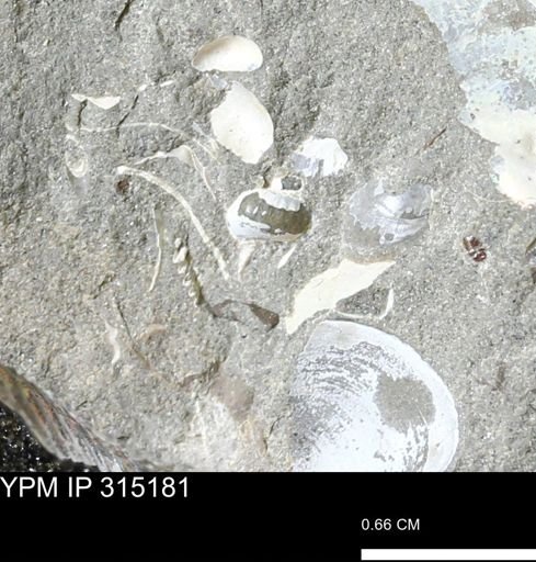 undet. Gastropoda