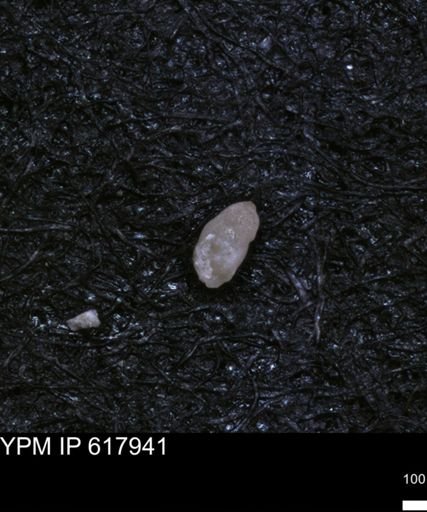 undet. Foraminiferida