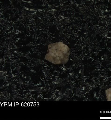 undet. Foraminiferida