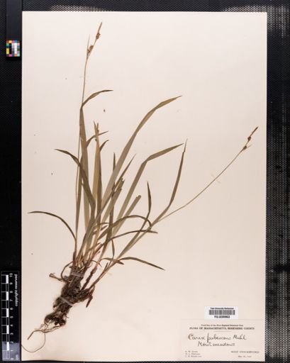 Carex hirtifolia