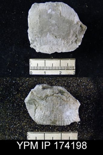 Dictyoclostus sp.