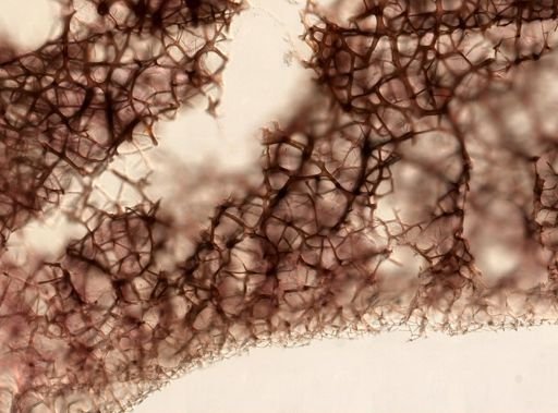 Callyspongia vaginalis