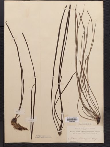 Vittaria