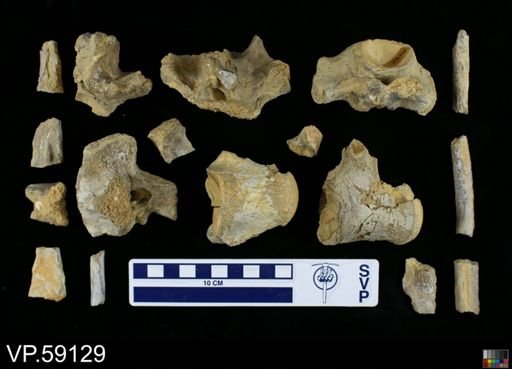 undet. Mosasauridae