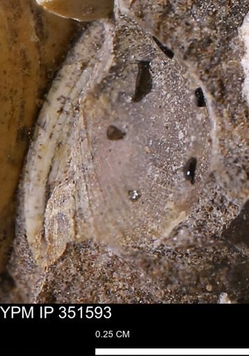 Limopsis striatopunctatus