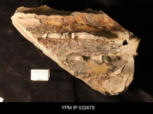 Baculites eliasi