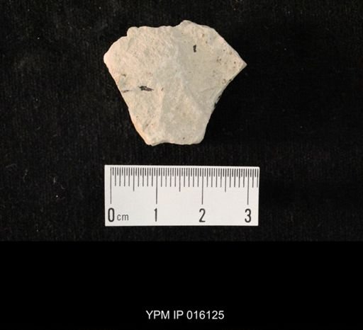 undet. Hexapoda