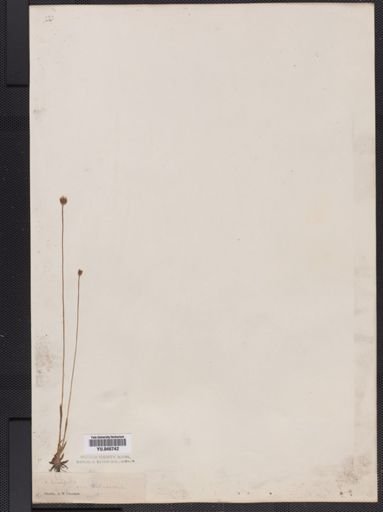 Xyris smalliana