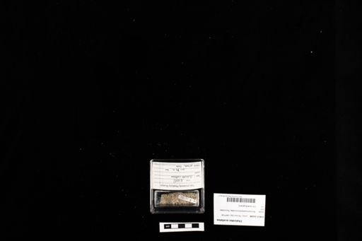 Chalcides ocellatus