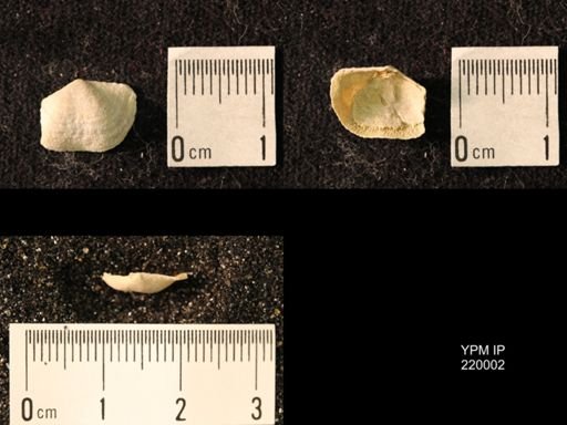 Chonetes sp.