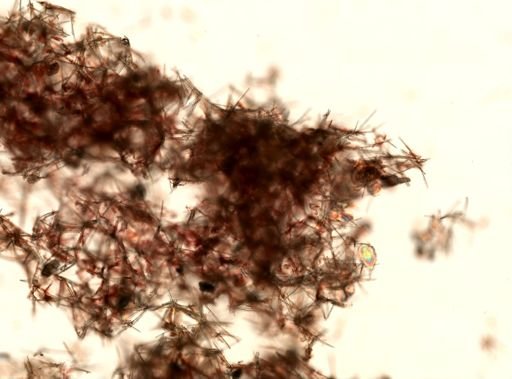 Iophon sp.