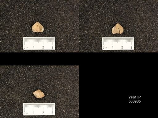Rhynchotrema minnesotensis