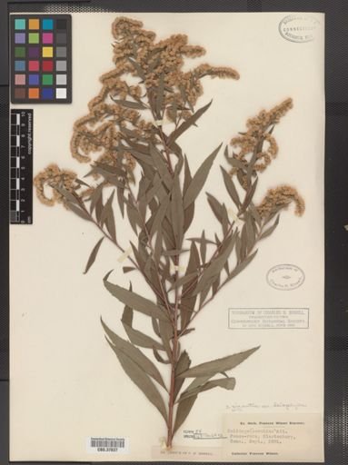 Solidago gigantea var. leiophylla