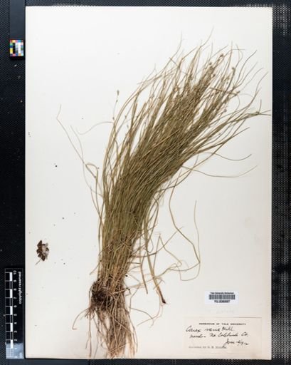 Carex albicans