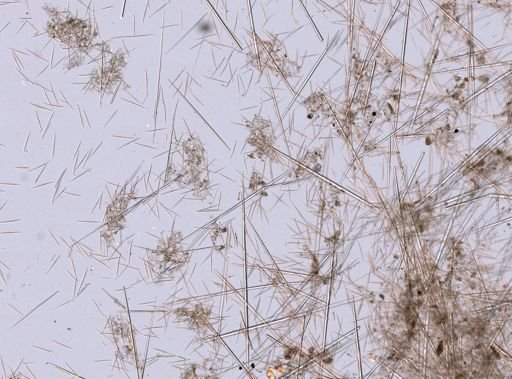 Polymastia infrapilosa