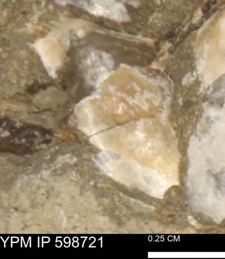 Bakevelliidae