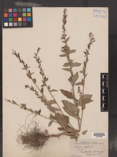 Lobelia inflata