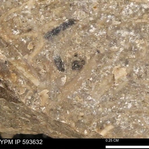 undet. Mollusca