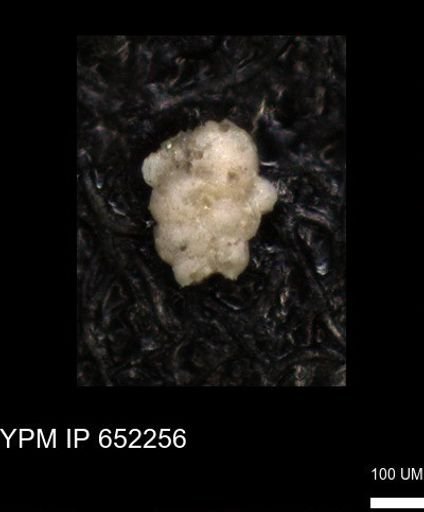 undet. Heterohelicidae