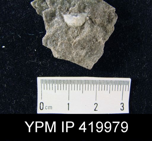Chonetes hostinensis